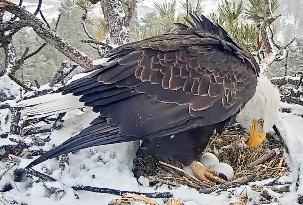 A Big Bear eagle checks on the three eagle eggs in their nest in Big Bear on Thursday, Feb. 1, 2024. (Video still courtesy of Friends of Big Bear Valley)