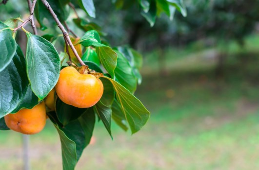 Persimmon fruit on persimmon tree in garden. (Getty Images)
